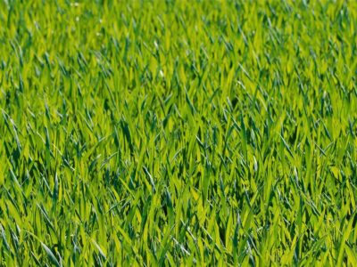Colnbrook artificial grass