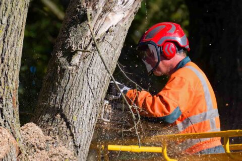 Qualified Tree Surgeons Middlesex